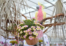 De Fancy Francy van Selecta is ook deze Flowertails geintroduceerd. “Het is een Calibrachoa met een unieke kleur, want de combo van roze en geel bestaat nog niet.”
